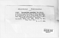 Thecaphora cuneata image